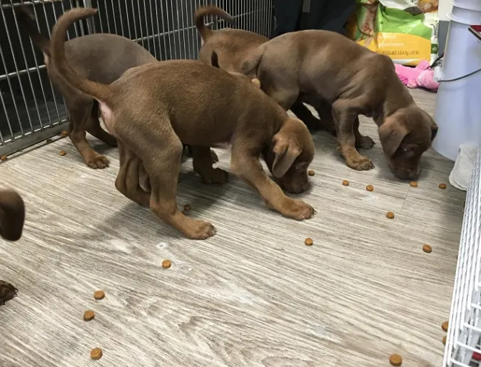 Puppies eating food on the floor